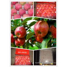 2015 Chinesisch exportieren Standard Red Star Apple